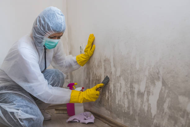 Best Mold Odor Removal Services  in Downs, IL