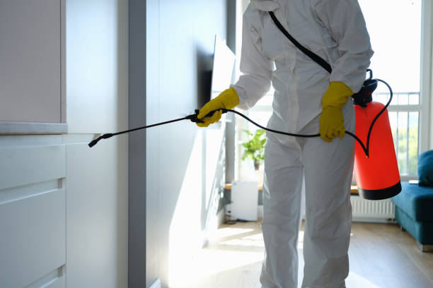 Mold Odor Removal Services in Downs, IL