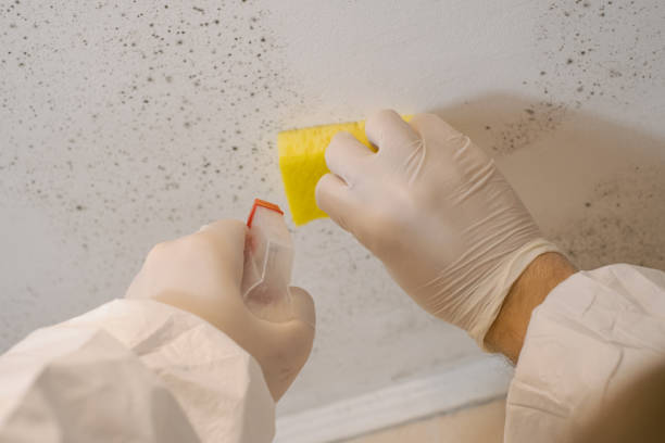 Mold Remediation for Rental Properties in Downs, IL